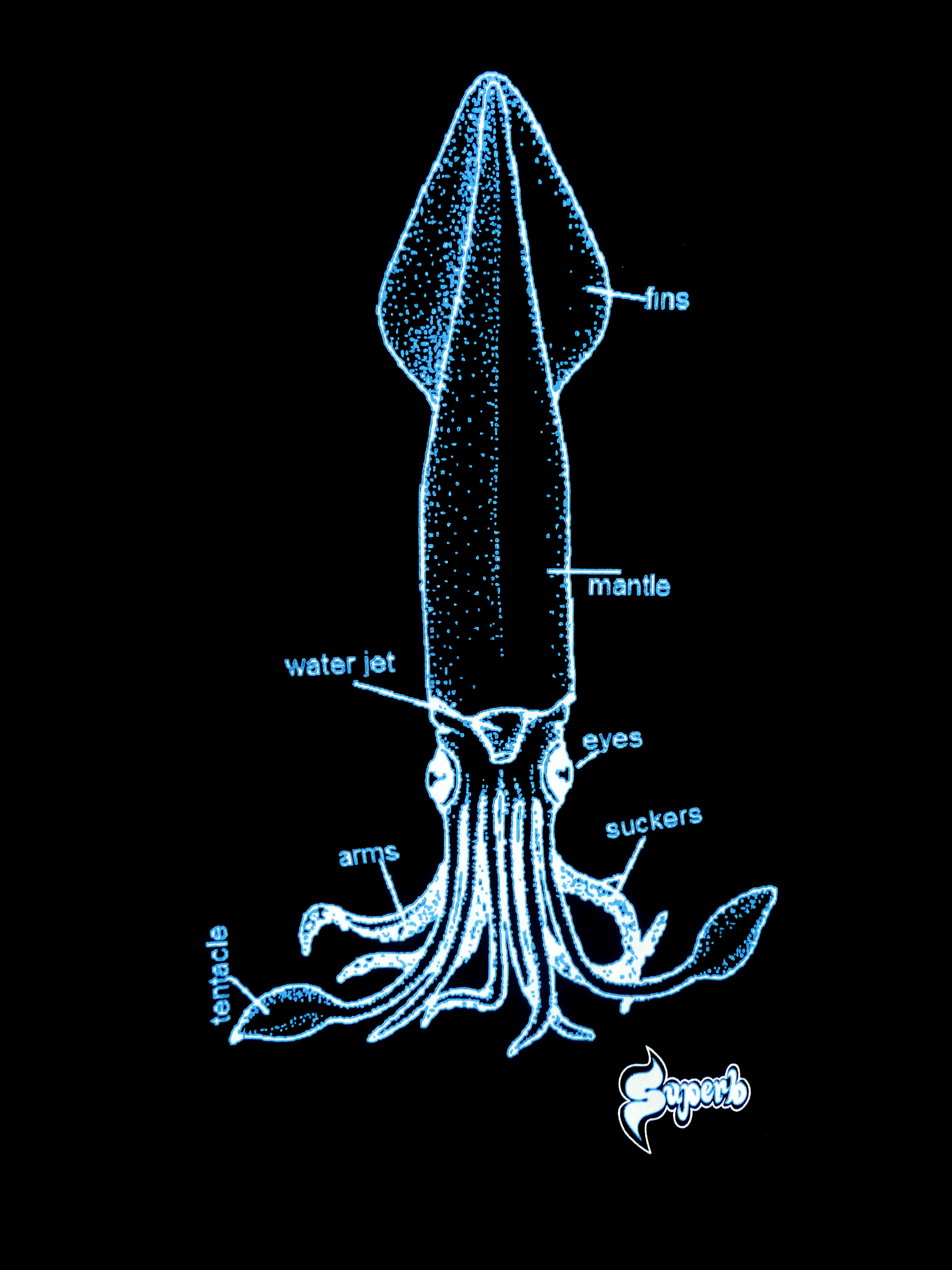 Squid Info